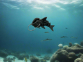 Flexi-Shark